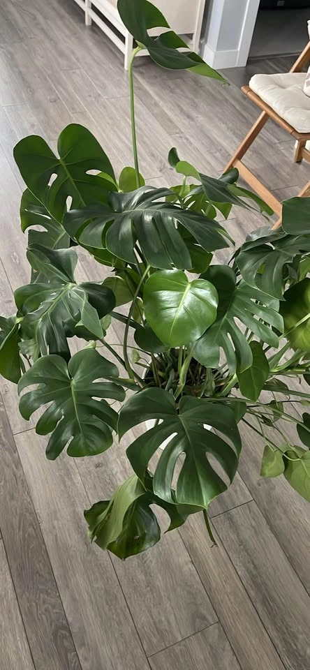 Monstera Deliciosa Swiss Cheese Plant - photo 2