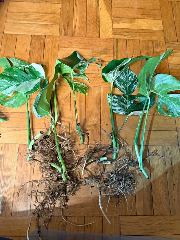 Monstera Albo Variegated Plant Cuttings