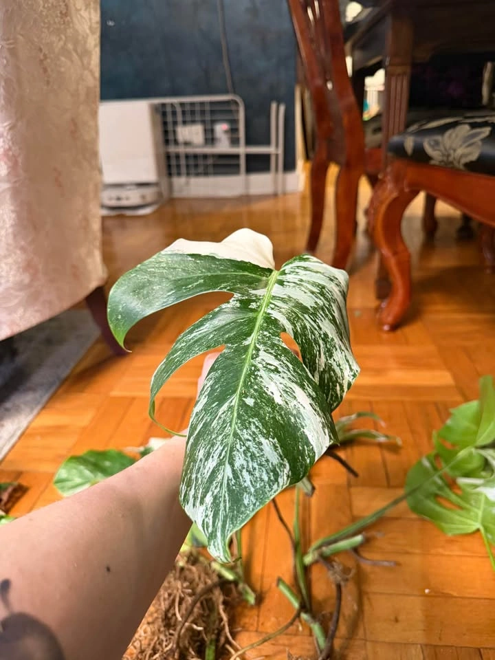Monstera Albo Variegated Plant Cuttings - photo 2