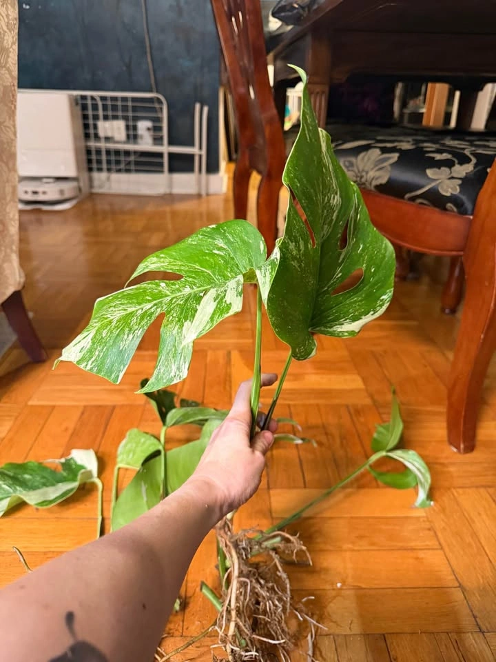 Monstera Albo Variegated Plant Cuttings - photo 3