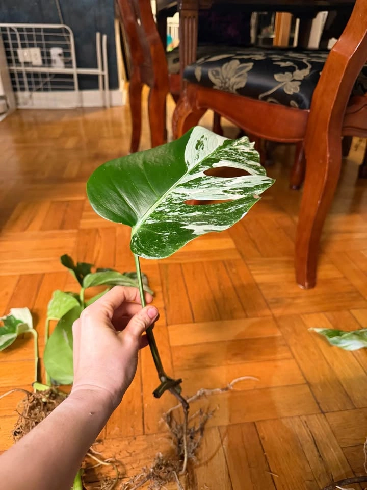 Monstera Albo Variegated Plant Cuttings - photo 5