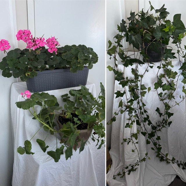 Huge 6ft English Ivy Plant and 2 Pink Geraniums