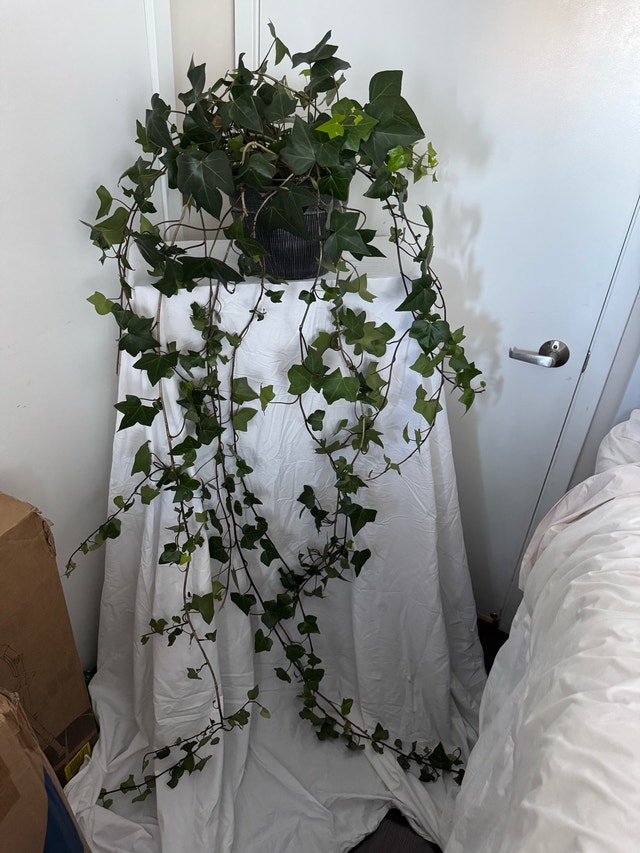 Huge 6ft English Ivy Plant and 2 Pink Geraniums - photo 2