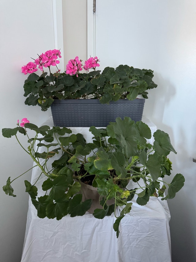 Huge 6ft English Ivy Plant and 2 Pink Geraniums - photo 3