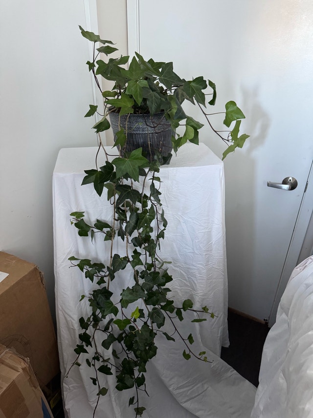 Huge 6ft English Ivy Plant and 2 Pink Geraniums - photo 4