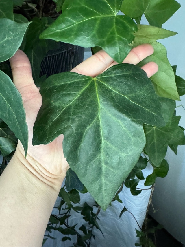 Huge 6ft English Ivy Plant and 2 Pink Geraniums - photo 5