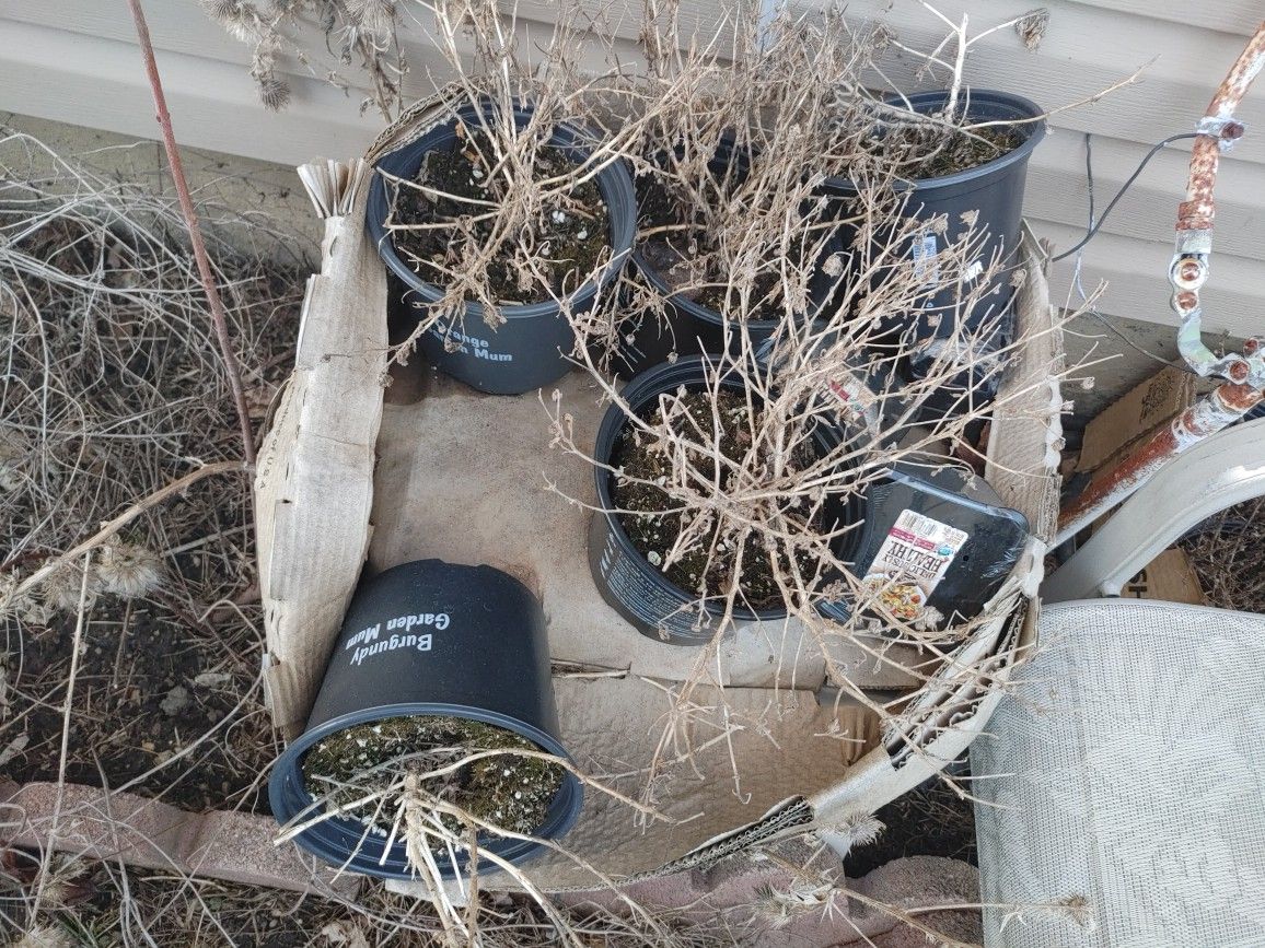 Free Old Dead Plants With Dirt/Soil PU Oakbrook - photo 3