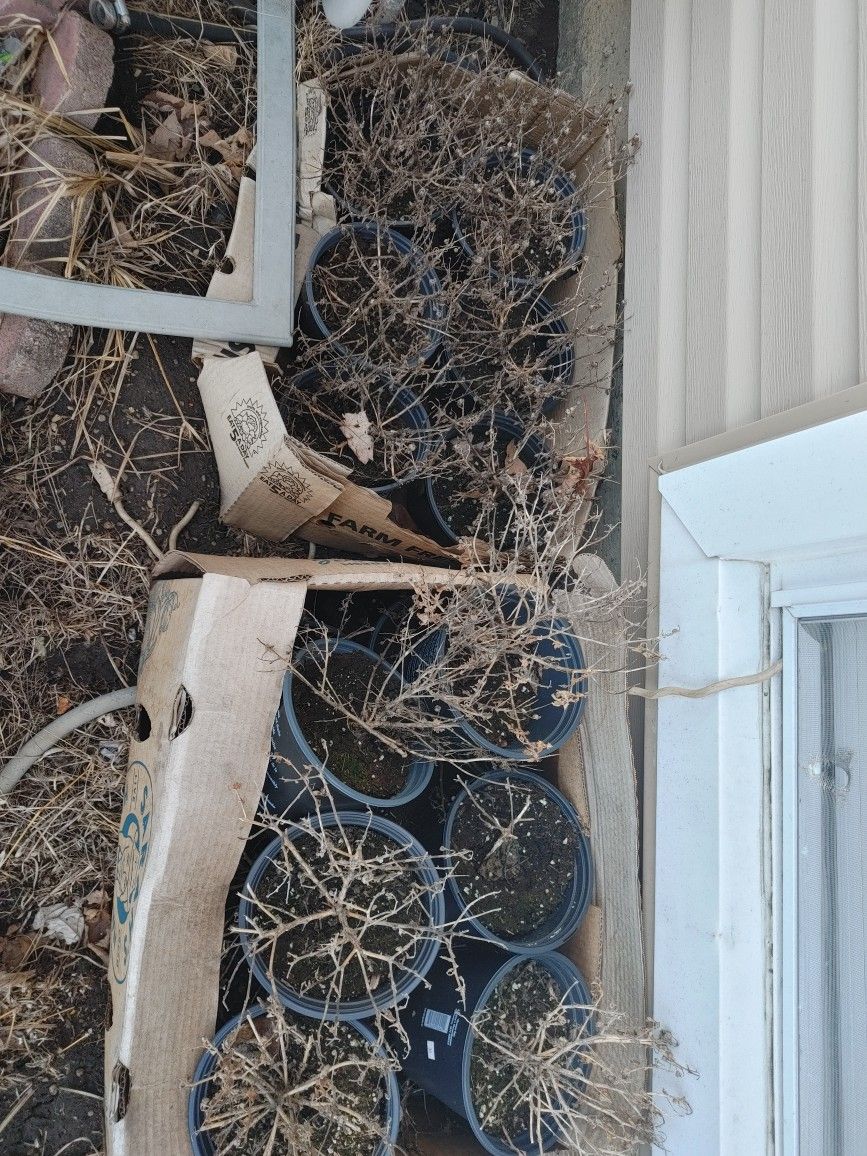 Free Old Dead Plants With Dirt/Soil PU Oakbrook - photo 4