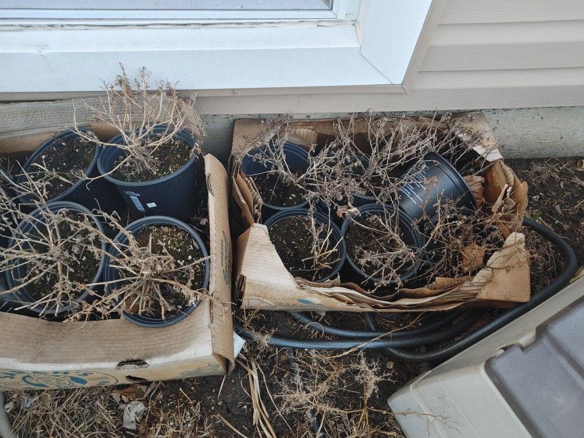 Free Old Dead Plants With Dirt/Soil PU Oakbrook - photo 5