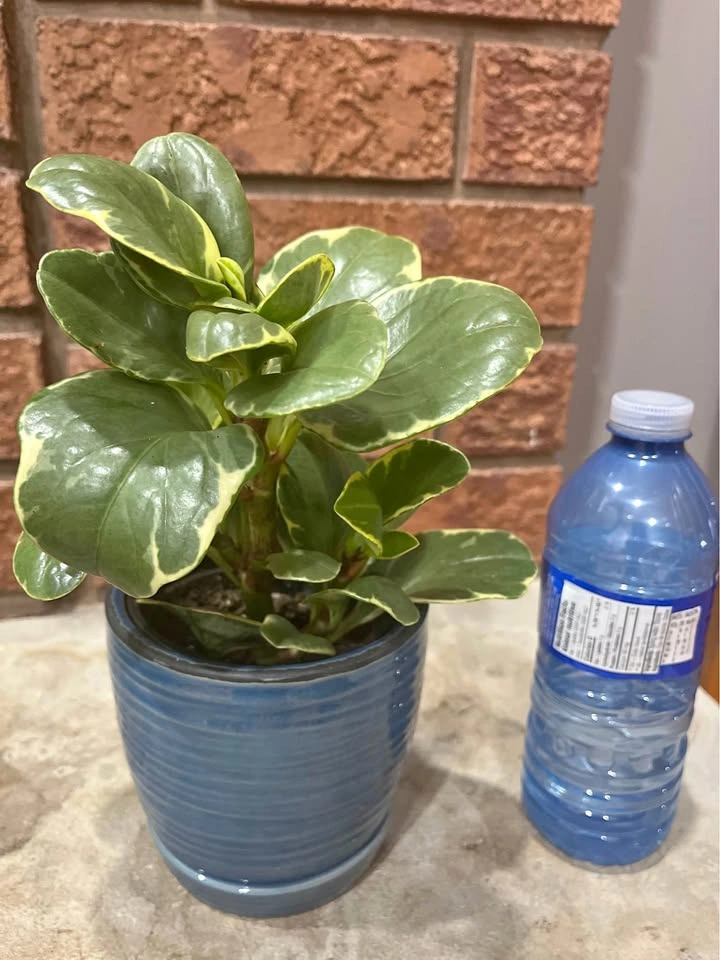 Variegated Peperomia Houseplant (Baby Rubber Plant)