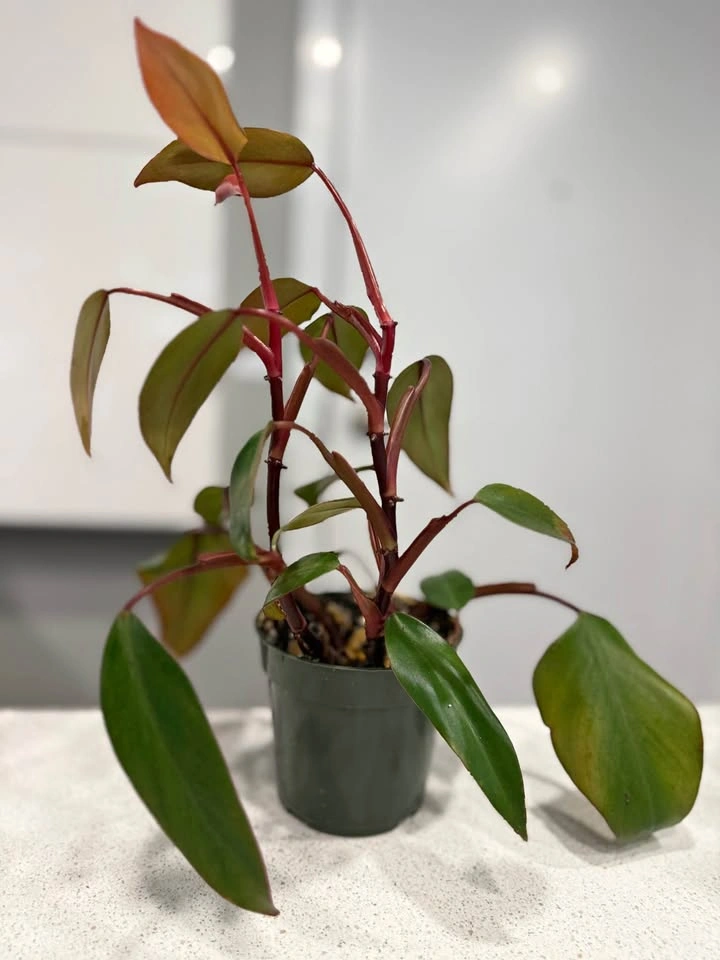 Philodendron Strawberry Shake Plant
