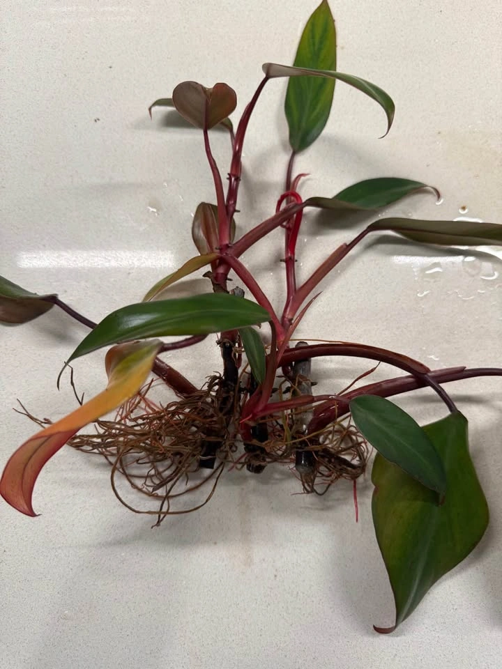 Philodendron Strawberry Shake Plant - photo 2