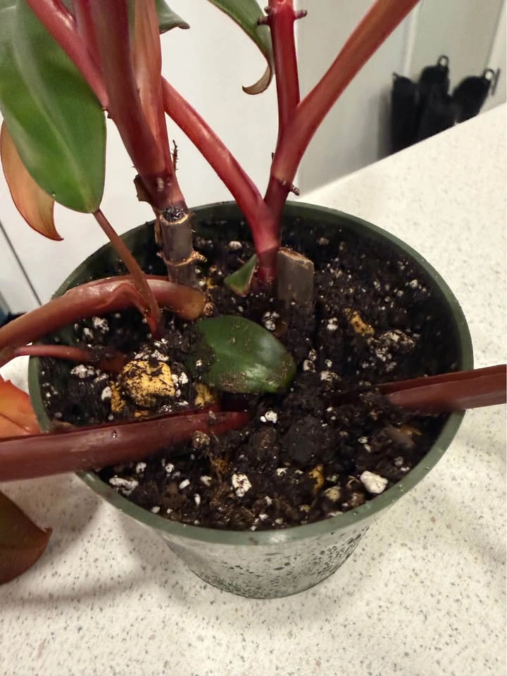 Philodendron Strawberry Shake Plant - photo 3
