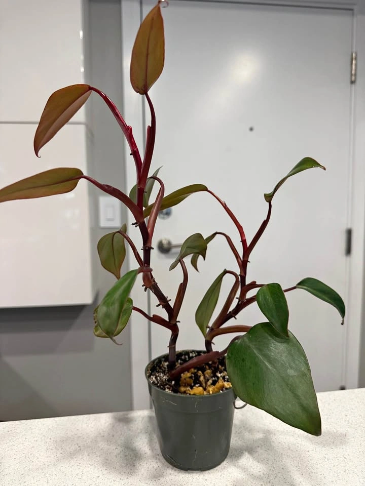 Philodendron Strawberry Shake