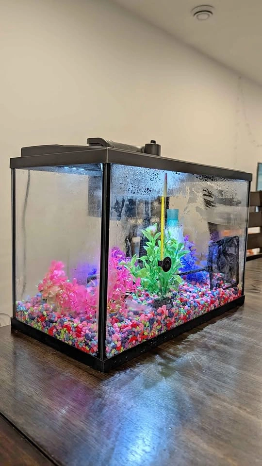 Glass Aquarium + Filter, LED, Decorations & Accessories