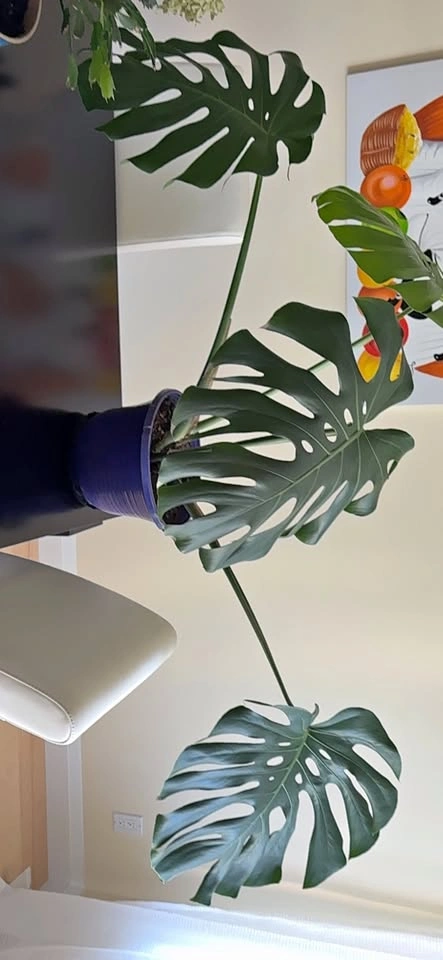 Potted Monstera Plant