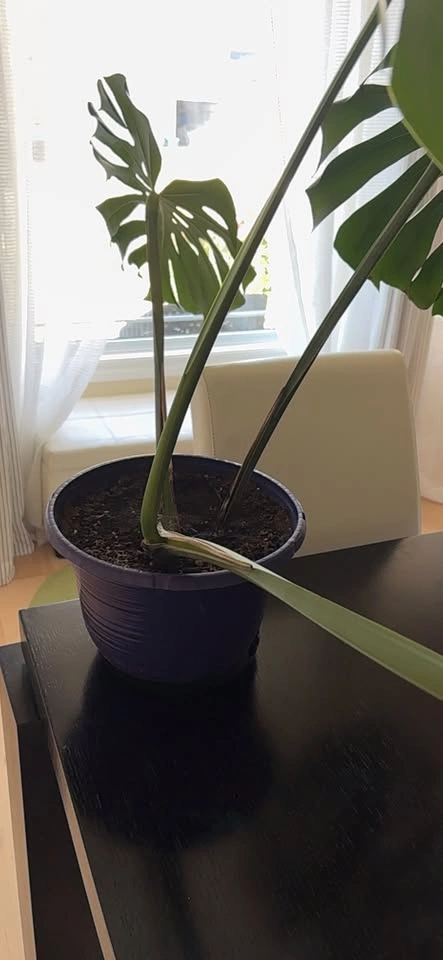 Potted Monstera Plant - photo 2