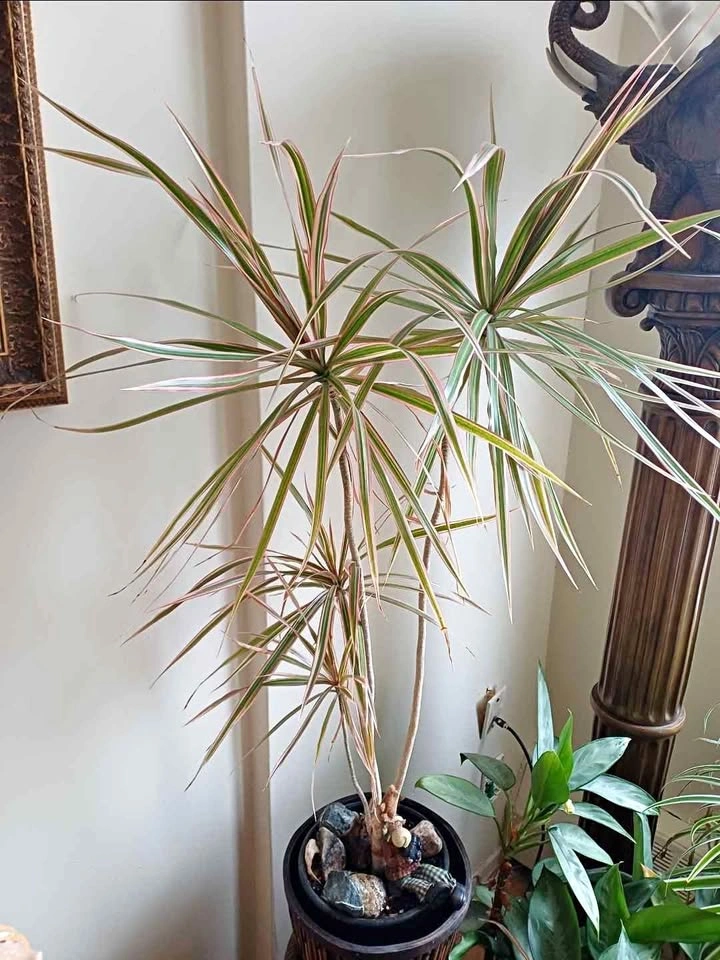 Madagascar dragon tree (Dracaena marginata)