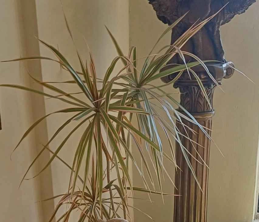Madagascar dragon tree (Dracaena marginata) - photo 2