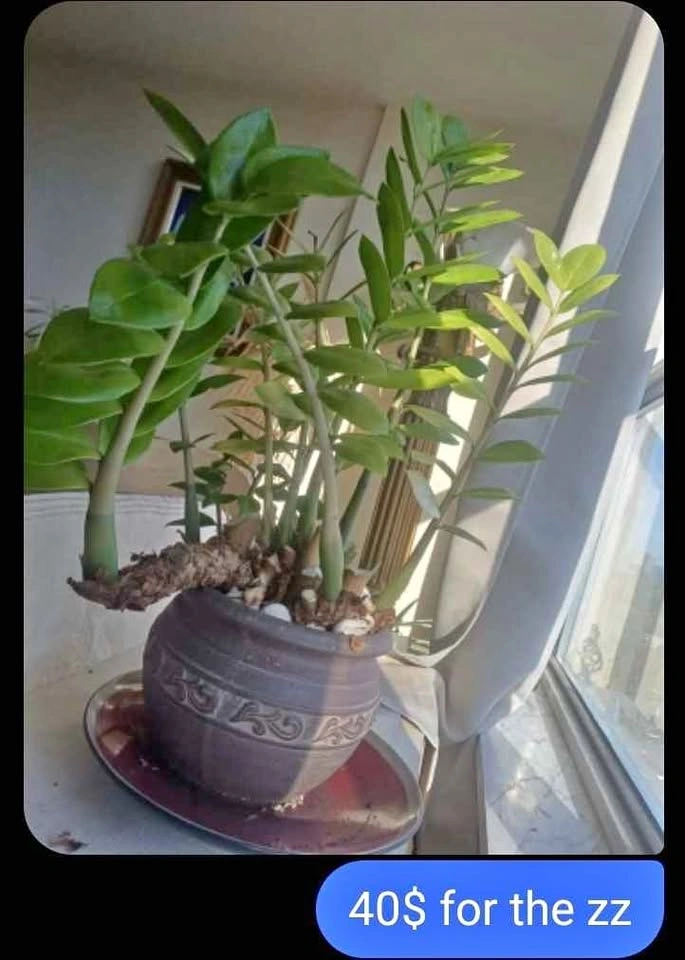 Zz house plant