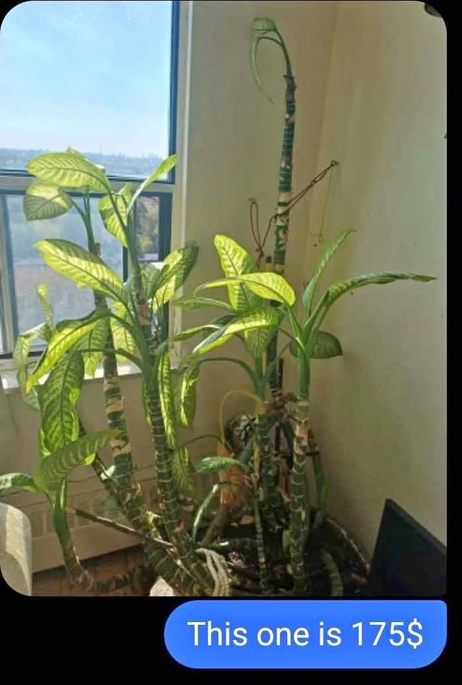 Large plant