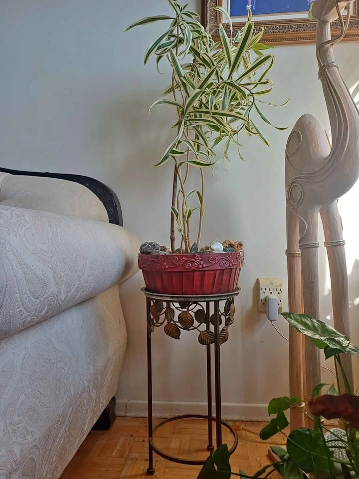 Dracaena reflexa plant