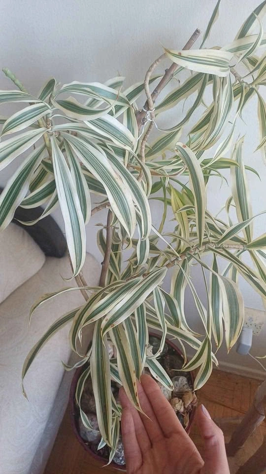 Dracaena reflexa plant - photo 2