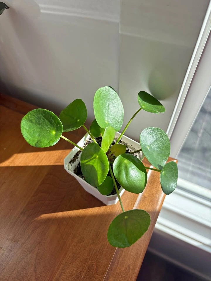 Chinese money plant (pilea peperomioides)