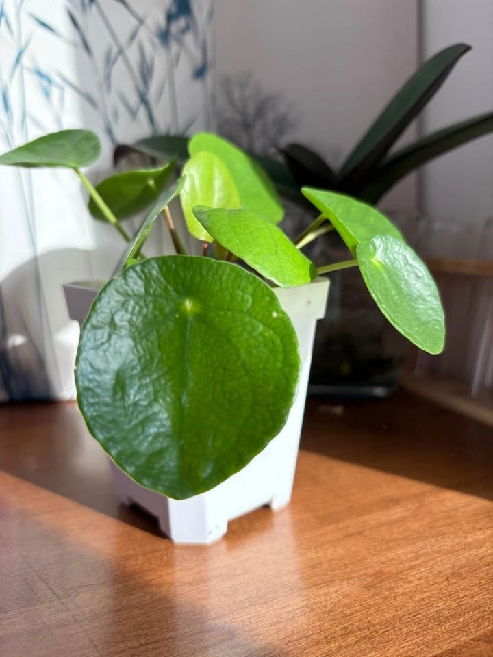 Chinese money plant (pilea peperomioides) - photo 2