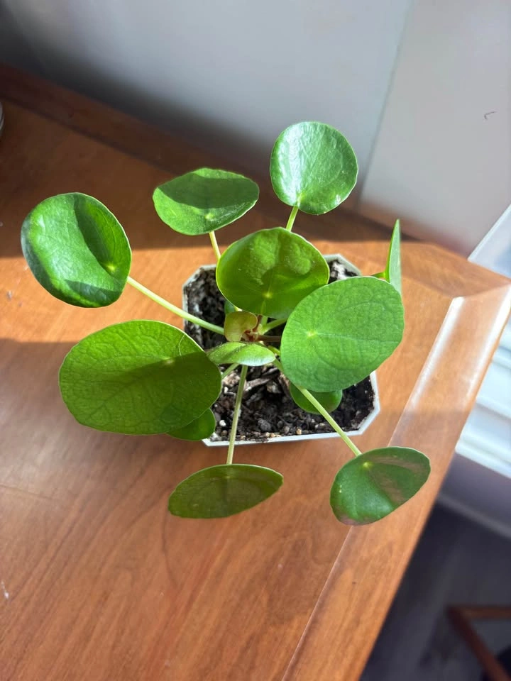 Chinese money plant (pilea peperomioides) - photo 3