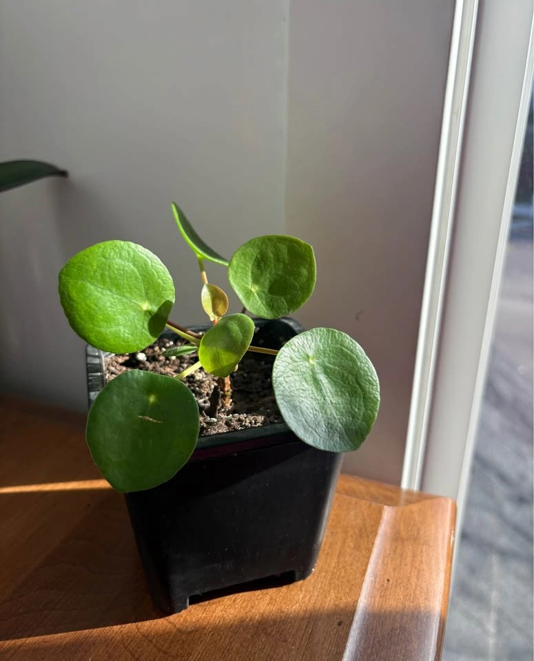 Chinese money plant (pilea peperomioides) - photo 4