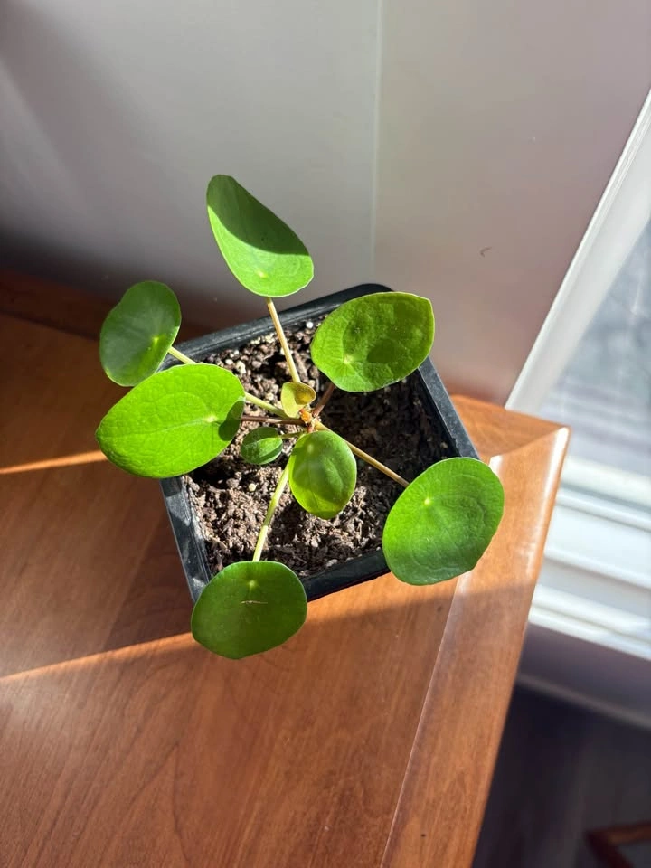 Chinese money plant (pilea peperomioides) - photo 5