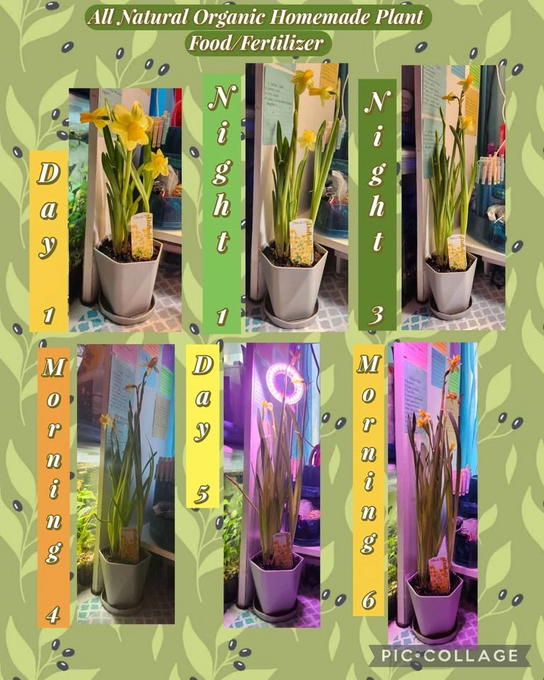 Aquarium Tank or Pond Plants and Other Items - photo 5