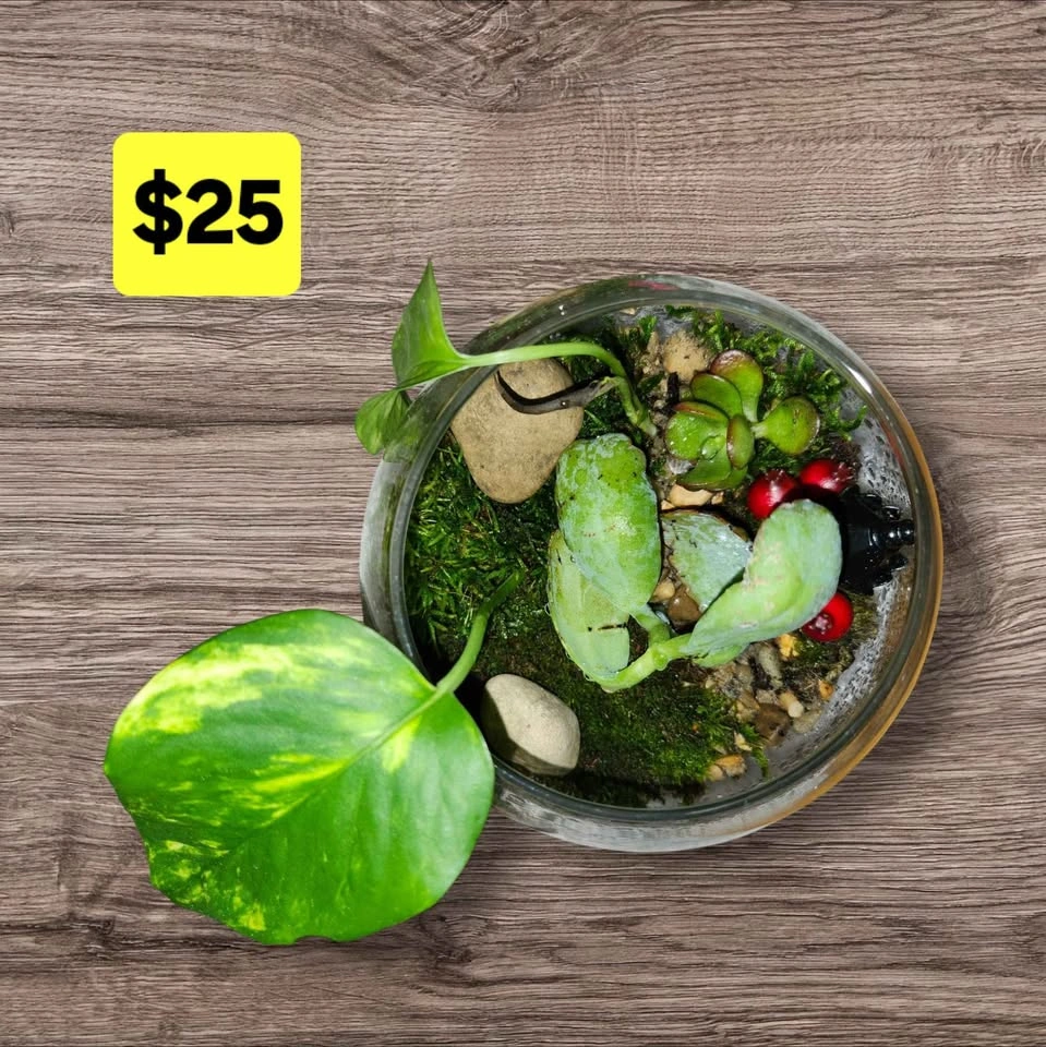 Themed Glass Terrariums - photo 4