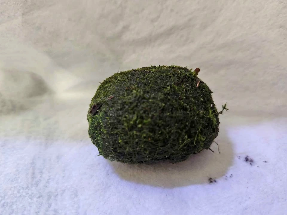 Live Green Moss Rock