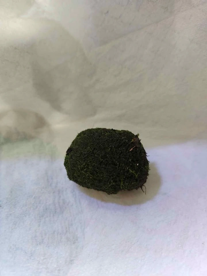 Live Green Moss Rock - photo 2