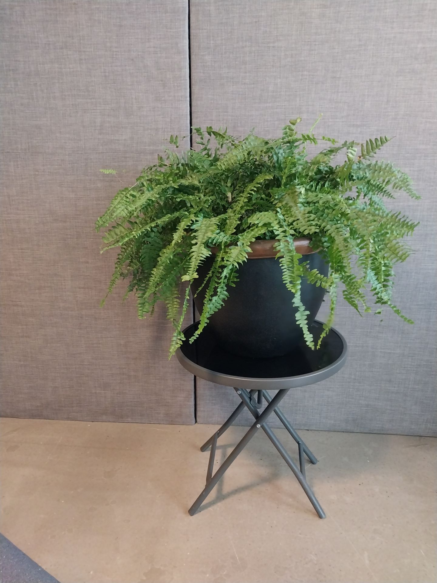 Real Boston Fern + Black Planter | 2 ft Tall | $35