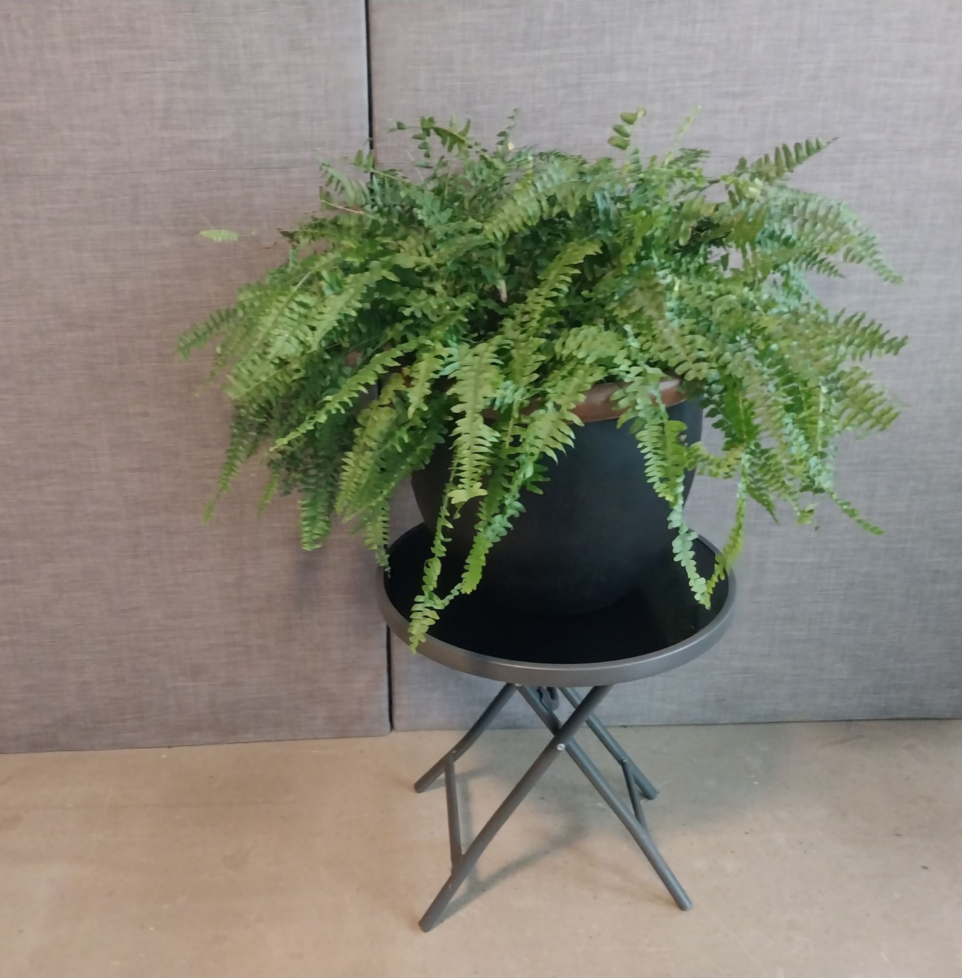 Real Boston Fern + Black Planter | 2 ft Tall | $35 - photo 2