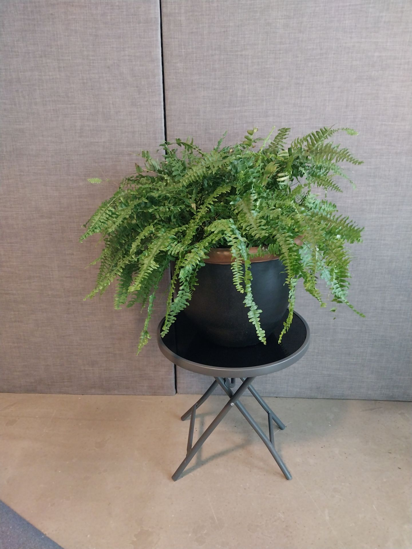 Real Boston Fern + Black Planter | 2 ft Tall | $35 - photo 3