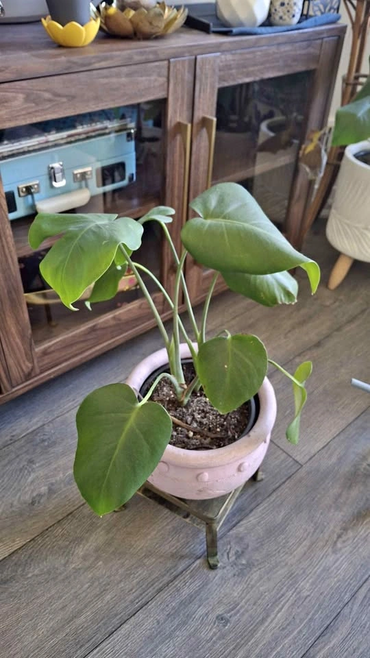 Plants