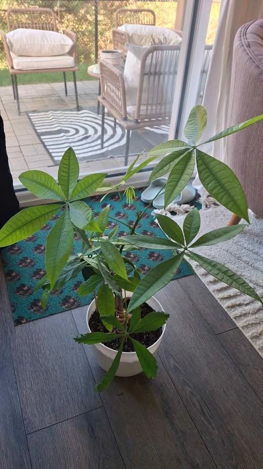 Plants - photo 2