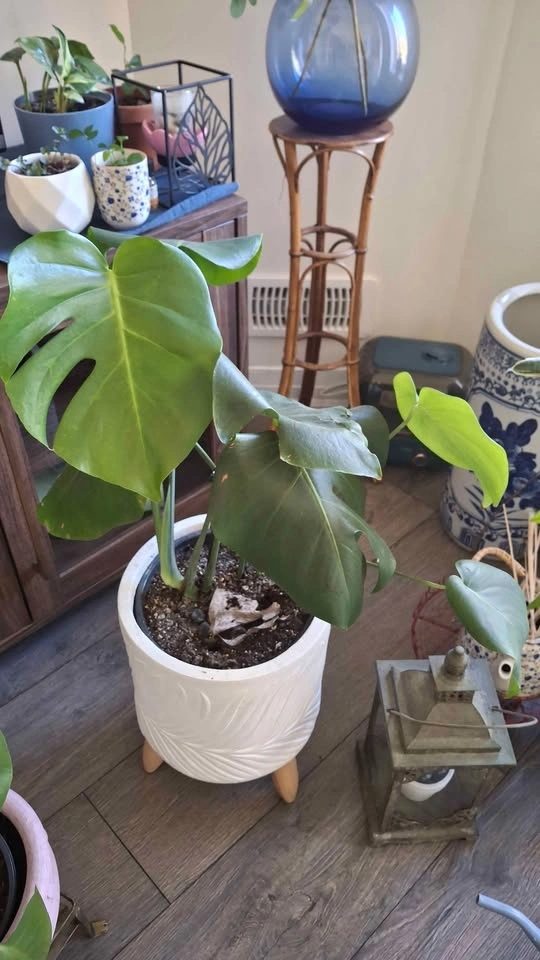 Plants - photo 3