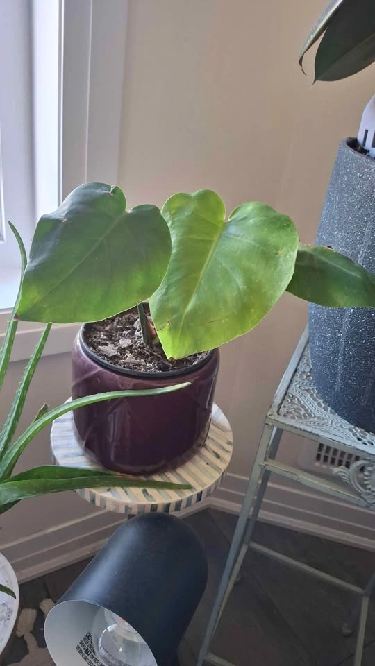 Plants - photo 4