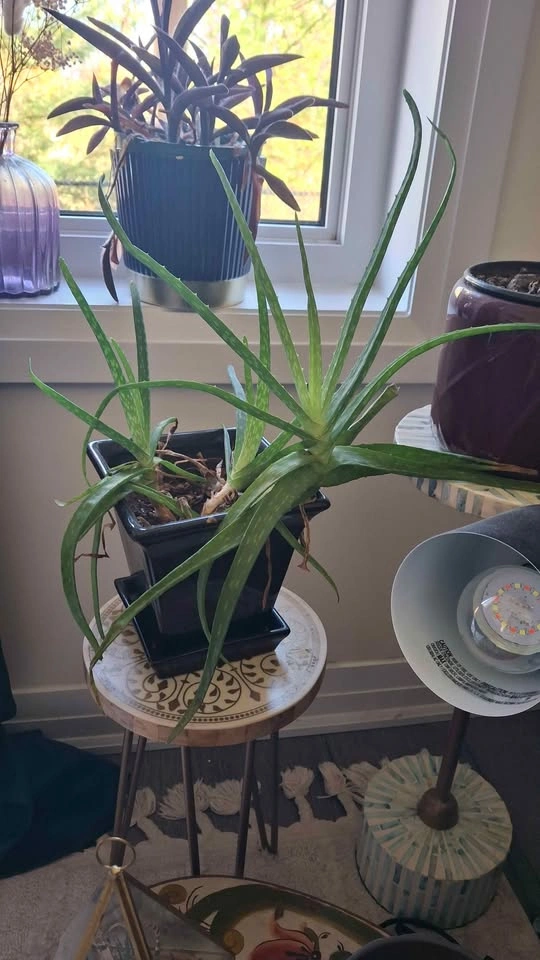 Plants - photo 5