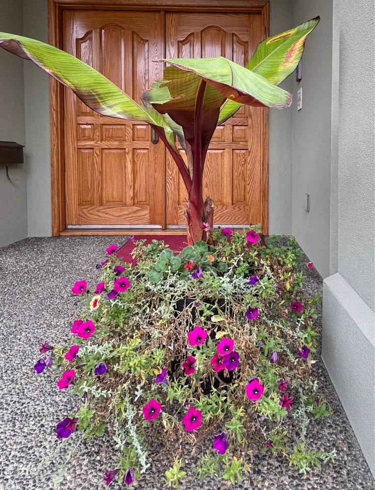 Red Abyssinian Banana Outdoor Flower Plant