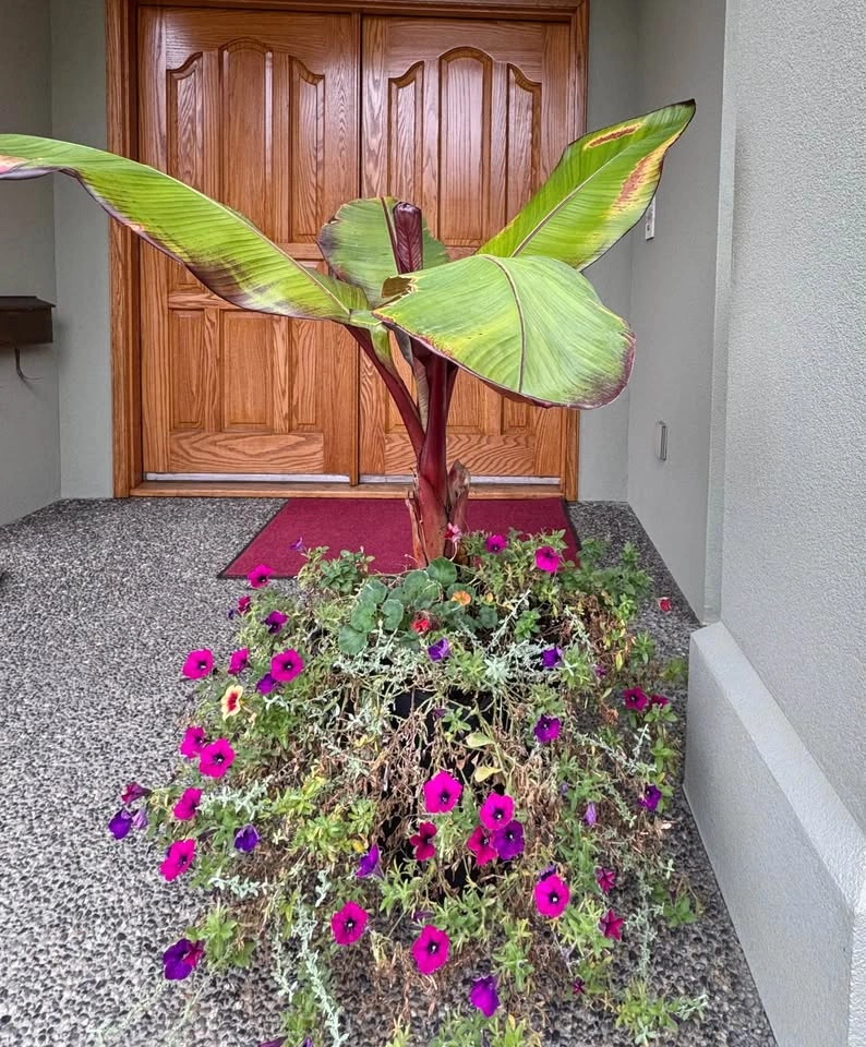 Red Abyssinian Banana Outdoor Flower Plant - photo 2