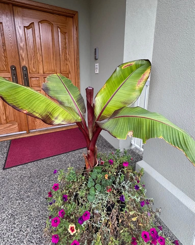 Red Abyssinian Banana Outdoor Flower Plant - photo 3