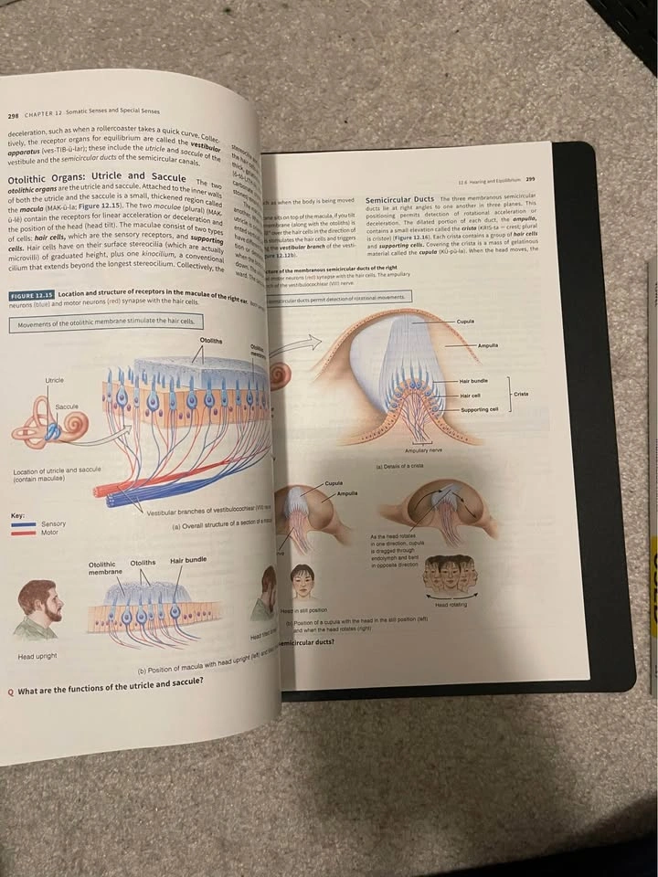 Introduction to the Human Body Eleventh Edition Tortora Derricks - photo 2