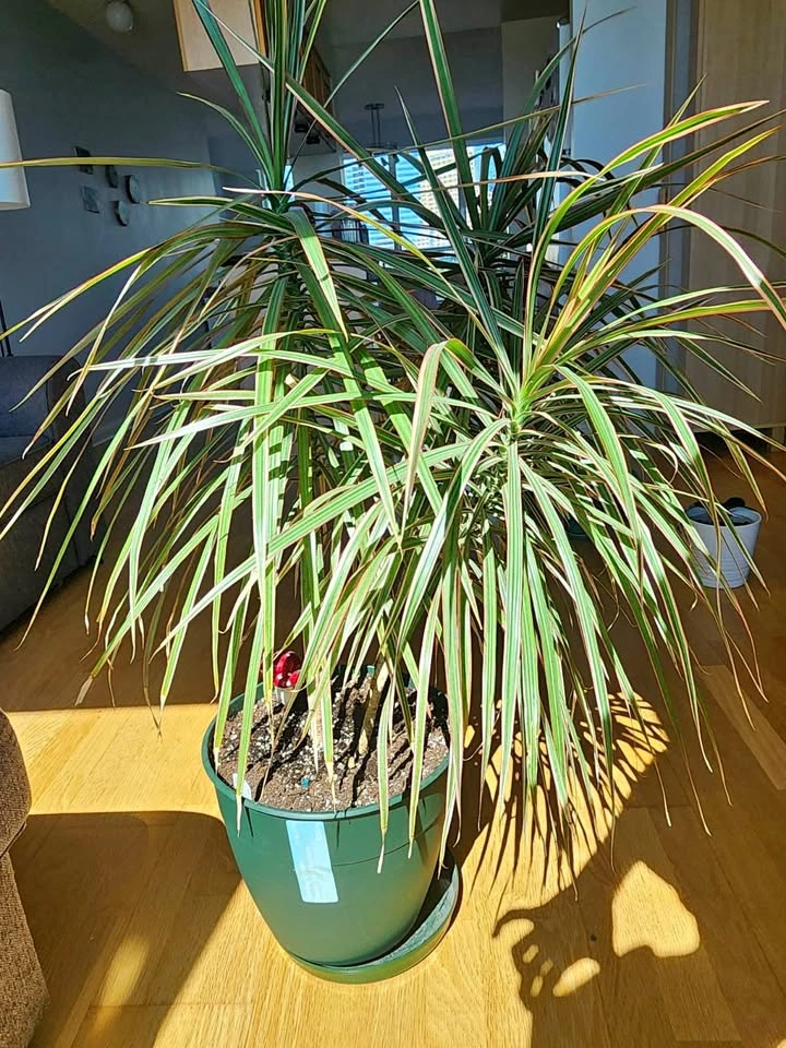 Dracaena marginata (tricolor) plant
