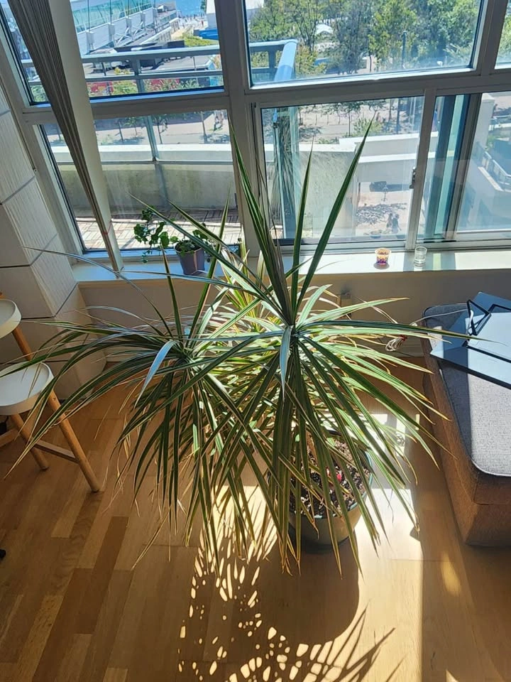 Dracaena marginata (tricolor) plant - photo 2